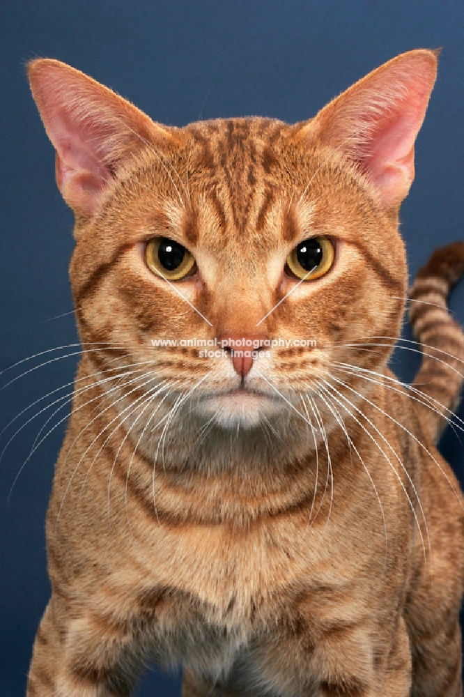 Ocicat looking straight at camera, cinnamon spotted tabby colour