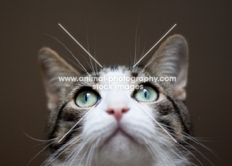 Household pet looking up, portrait