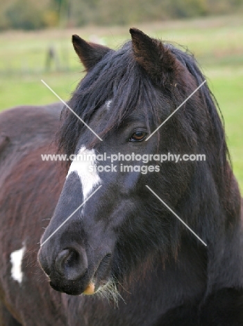 Piebald horse