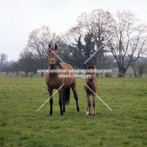 French Trotter, mare with foal at haras de Pompadour