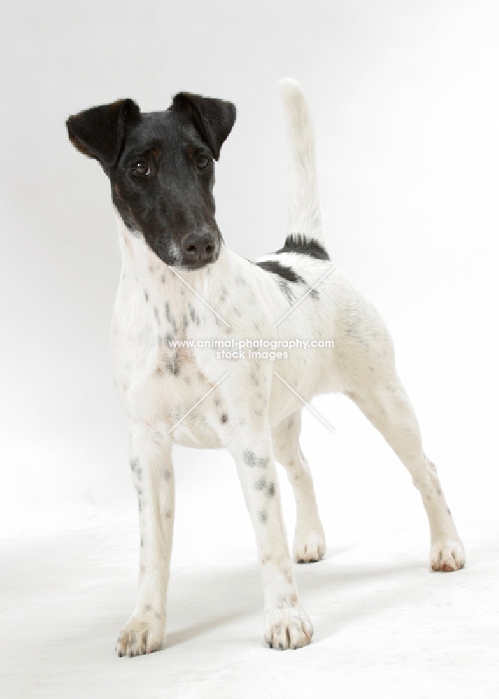 black and white Smooth Fox Terrier on white background