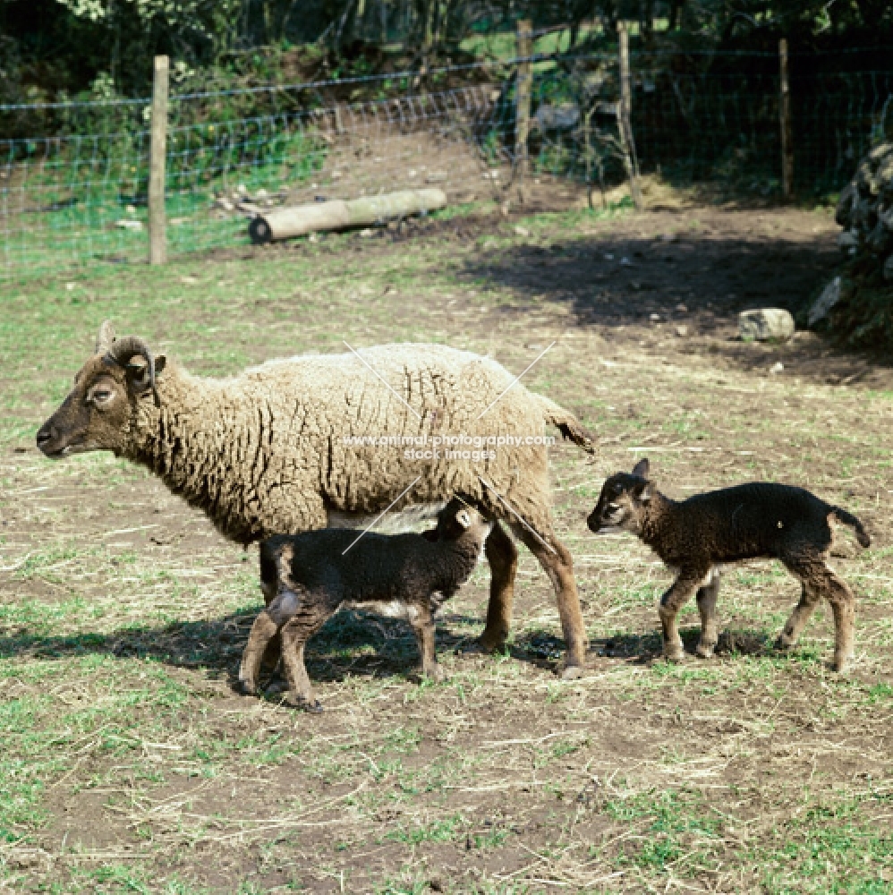 soay ewe with two lambs