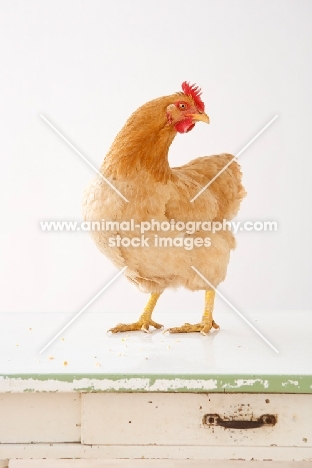 Buff orpington on table