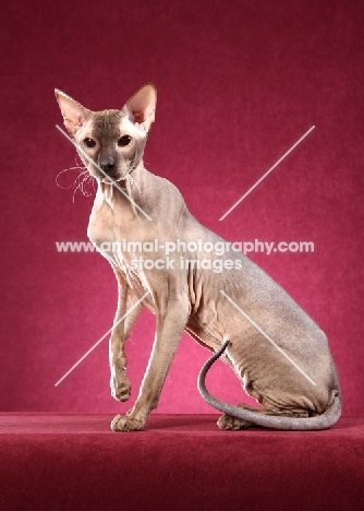 elegant Peterbald cat sitting against pink background