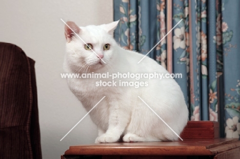 white Manx cat sitting on table