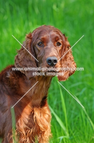 Irish Setter portrait