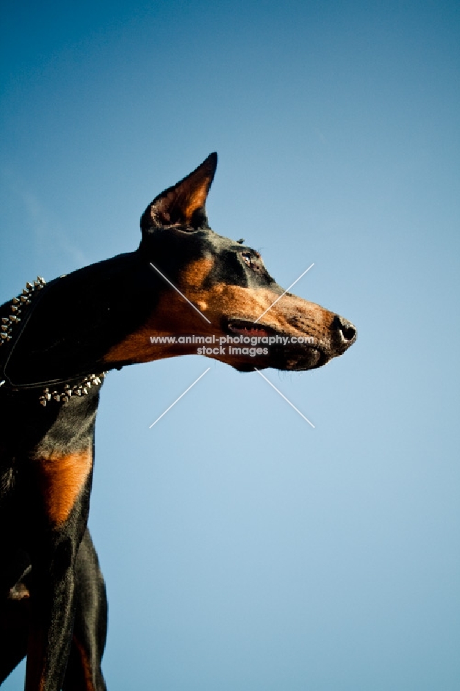 Doberman against blue sky