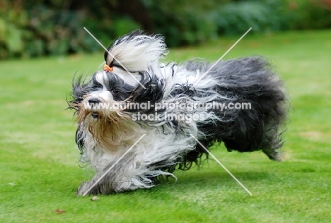 Tibetan Terrier running on grass