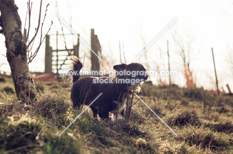 long-haired Chihuahua standing in sunset