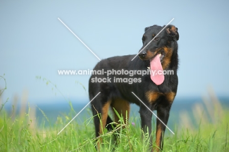 portrait of a Beauceron with tongue out, standing in a field, Guerriera di Magdala delle Ombre di Fuoco