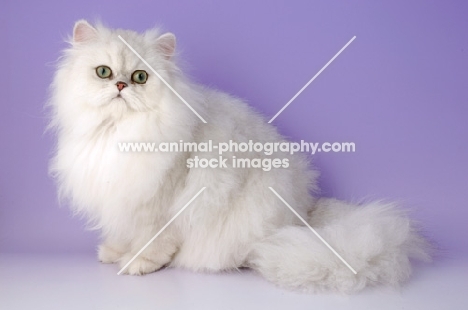 chinchilla cat on purple background