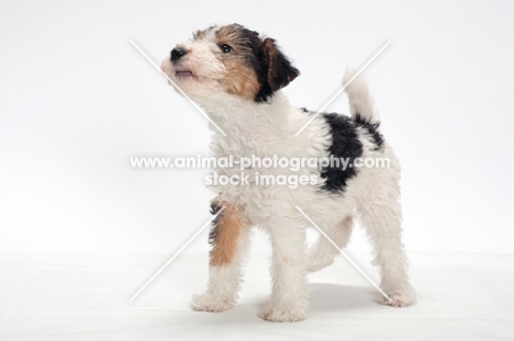 wirehaired Fox Terrier puppy on white background, looking up