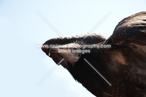 young Egyptian Vulture getting ready to take off 