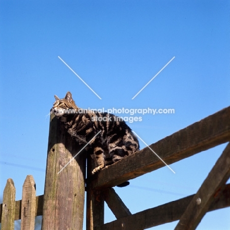 tabby cat on a gate