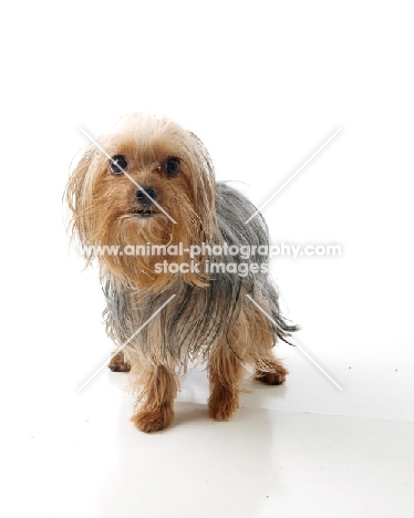 Yorkshire Terrier (aka yorkie)