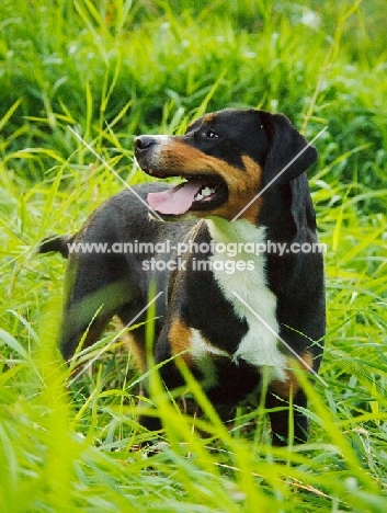 Great Swiss Mountain Dog in long grass