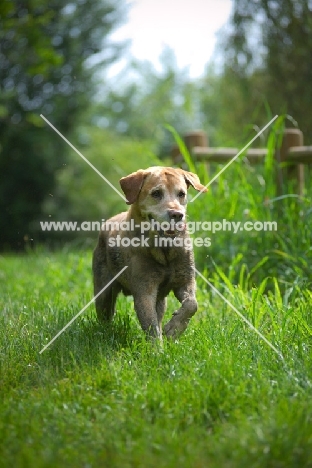 yellow labrador retriever running in a natural scenery