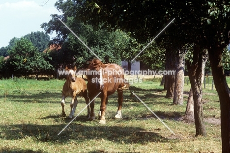 westphalian cold blood mare with her foal