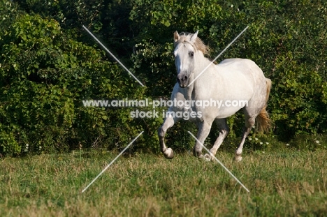 white Quarter horse running in field