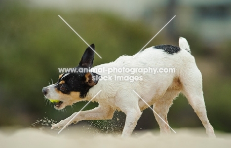 toy Fox Terrer playing with sand