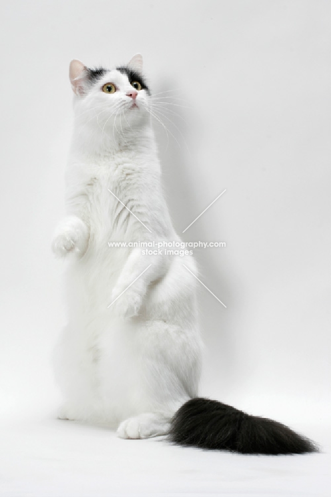 curious turkish van cat