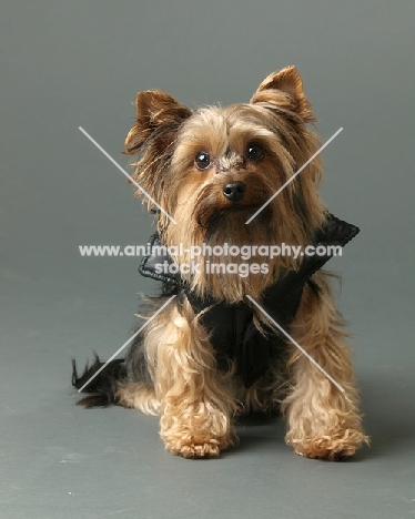 Yorkshire Terrier on gray background