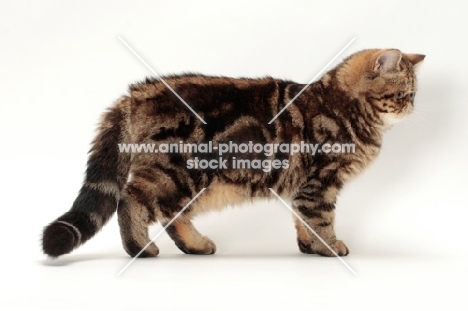 Exotic Shorthair sitting, brown classic tabby colour