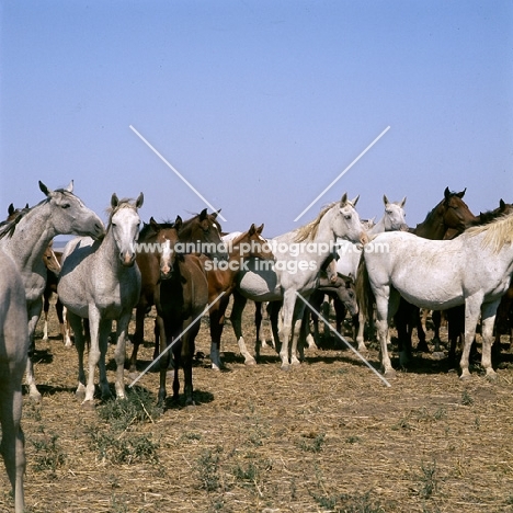 taboon of tersk mares & foals at stavropol stud, russia