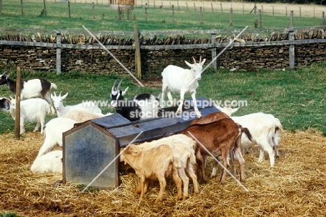 goats and goat feeder at cotswold farm park