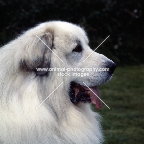 pyrenean mountain dog head shot