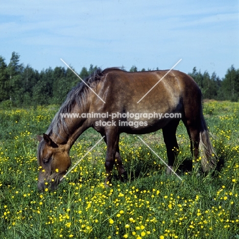 Finnish Horse grazing at Ypäjä, brown with grey mane