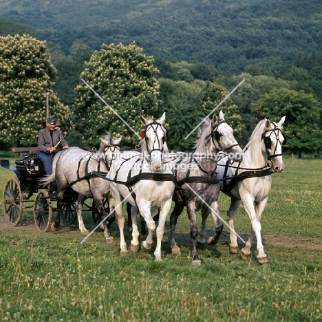 5 Lipizzaner mares driven in pickaxe formation at Szilvasvarad,