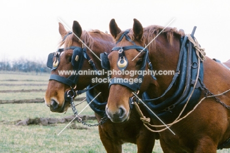 suffolk punch horses ploughing  in competition at paul heiney's farm 