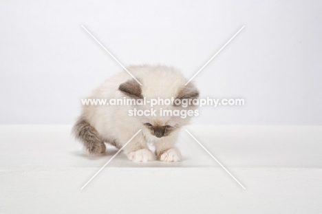 Birman kitten, looking down