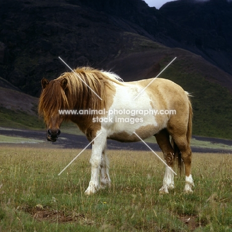 Iceland horse at Kalfstindar