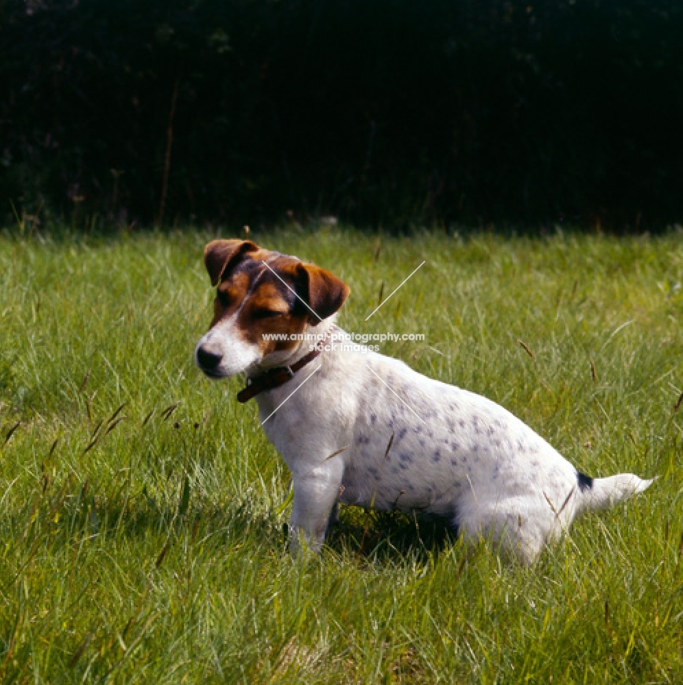jack russell terrier sitting in grass