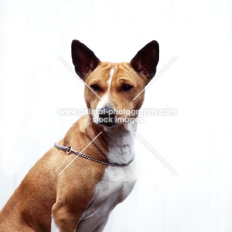 basenji on white background