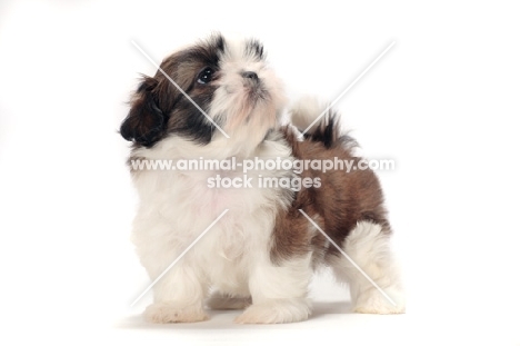 chocolate and white Shih Tzu looking up