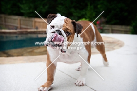 english bulldog licking nose