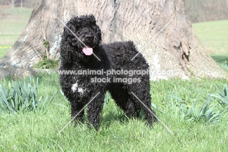 black Barbet standing on grass