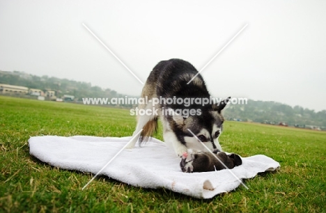 Alaskan Klee Kai picking up puppy