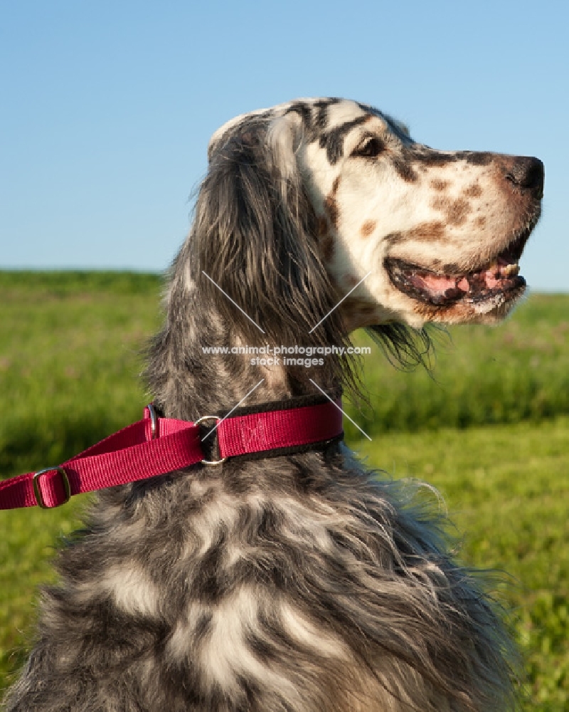 English Setter on lead