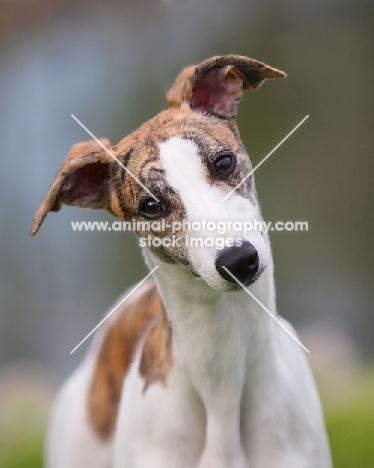 Whippet looking at camera