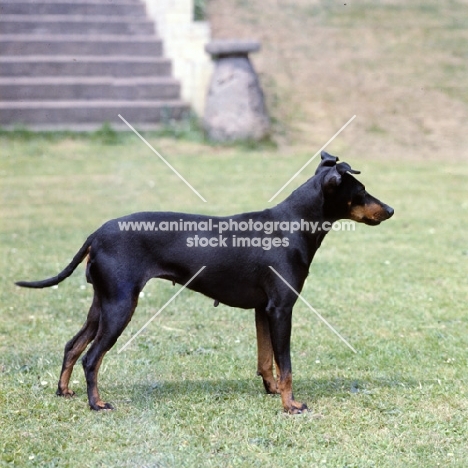 manchester terrier bitch on grass