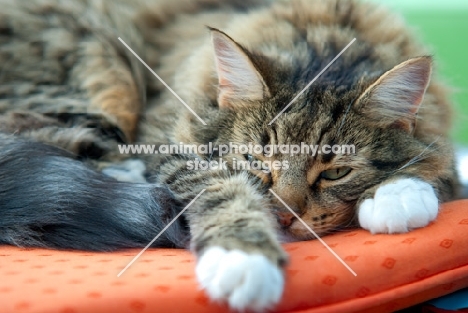 tabby cat resting on a pillow