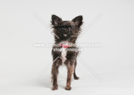 Chihuahua standing on gray studio background.