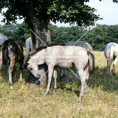 Lipizzaner foal rubbing against tree at lipica