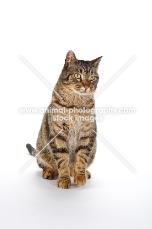 Household cat on white background