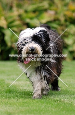 Tibetan Terrier