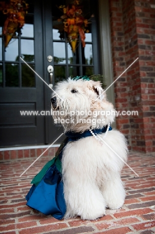 wheaten terrier wearing blue dress and pearl necklace